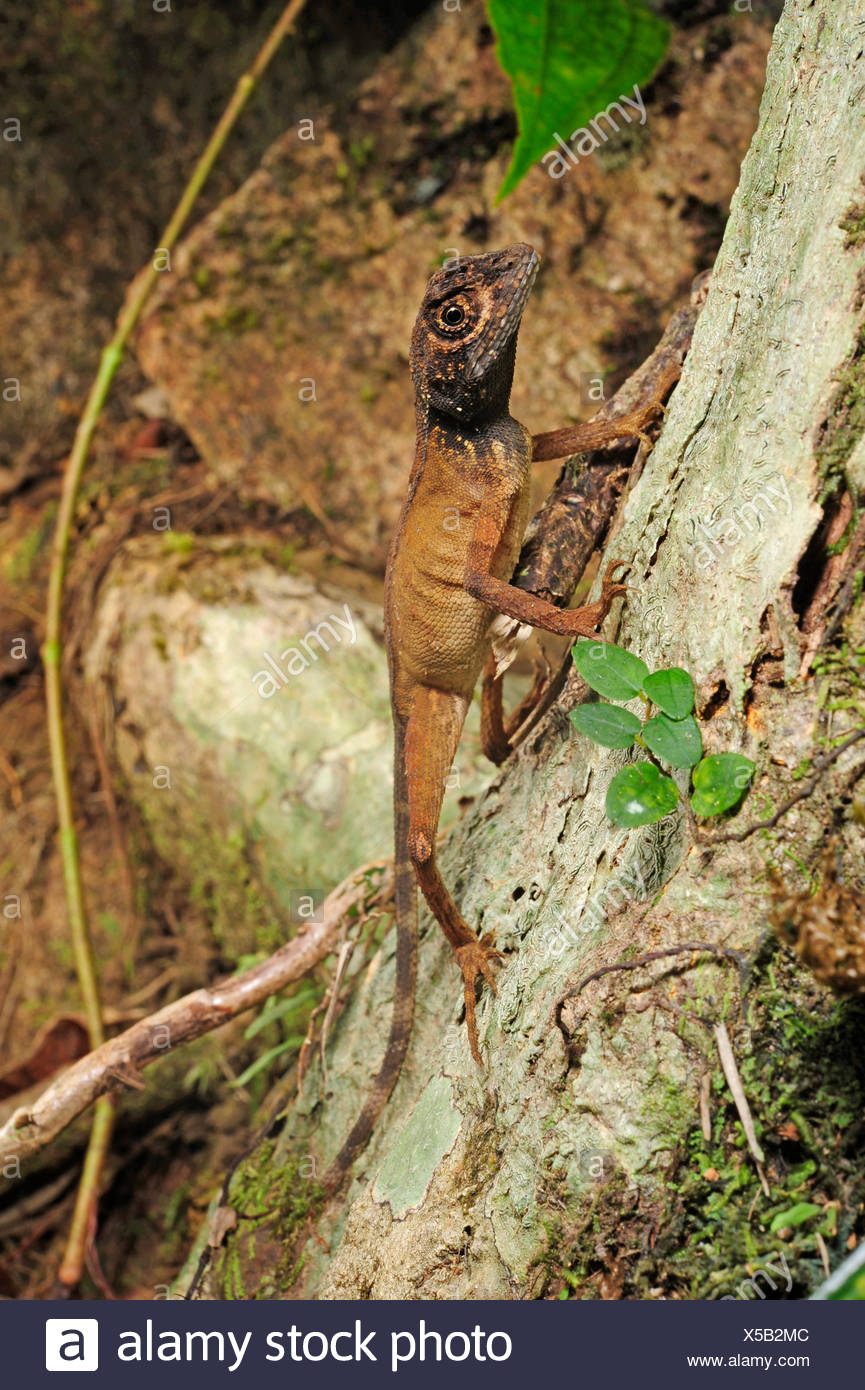 Sri Lankan Kangaroo Lizard Otocryptis Wiegmanni Stock 