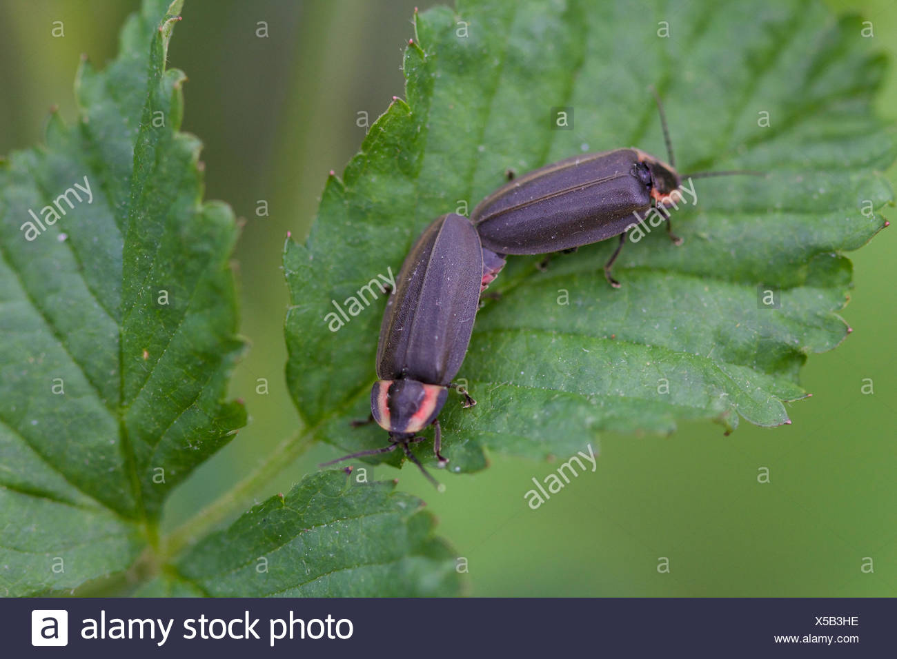 Lightning Bugs Stock Photos & Lightning Bugs Stock Images Alamy