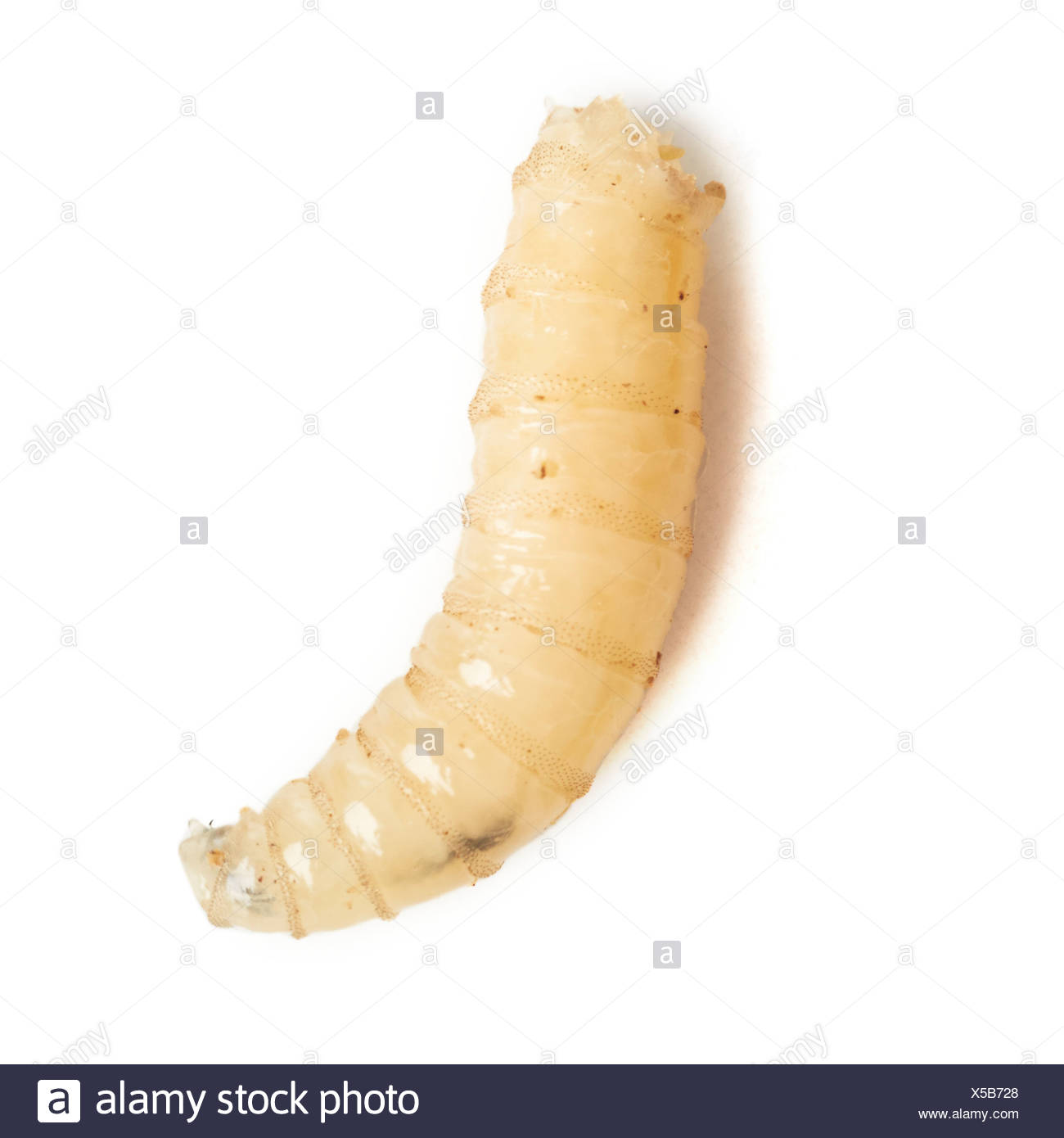 Maggot Fly High Resolution Stock Photography and Images - Alamy