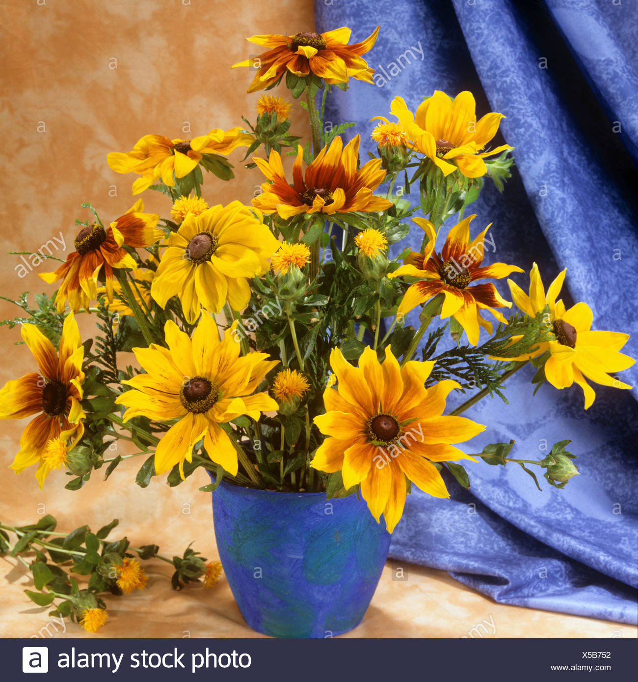Bouquet Black Eyed Susan Rudbeckia High Resolution Stock Photography And Images Alamy