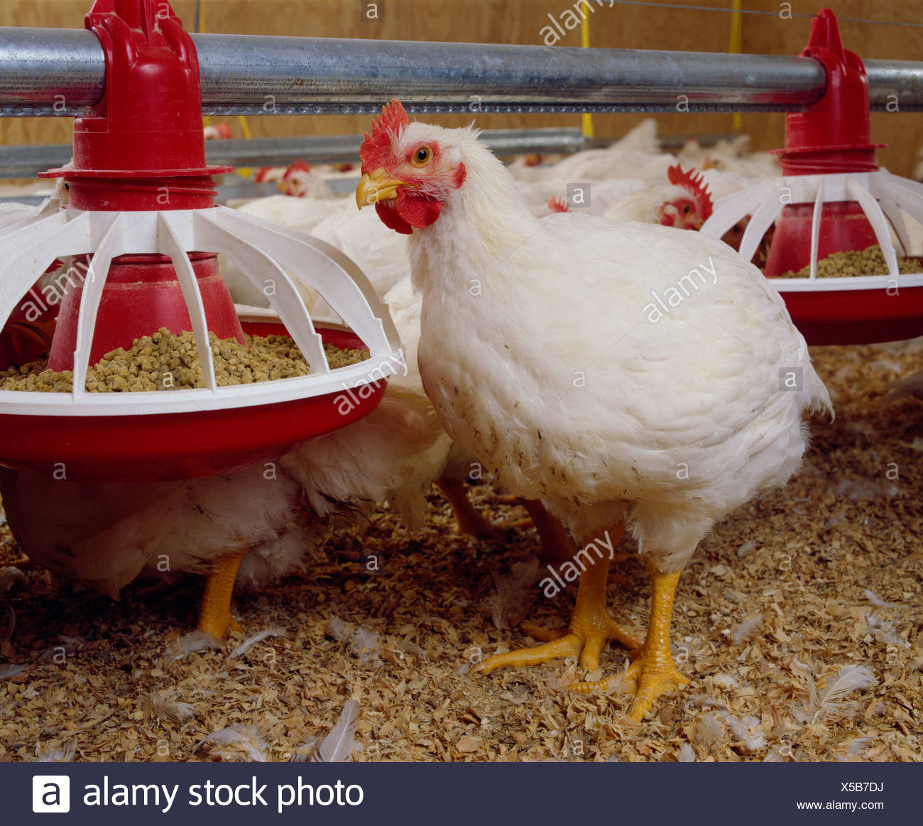 Hubbard Chicken High Resolution Stock Photography and Images Alamy