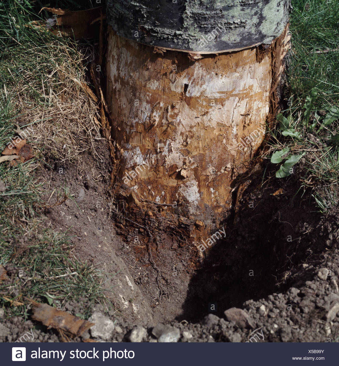 Exposed Tree Bark High Resolution Stock Photography and Images Alamy
