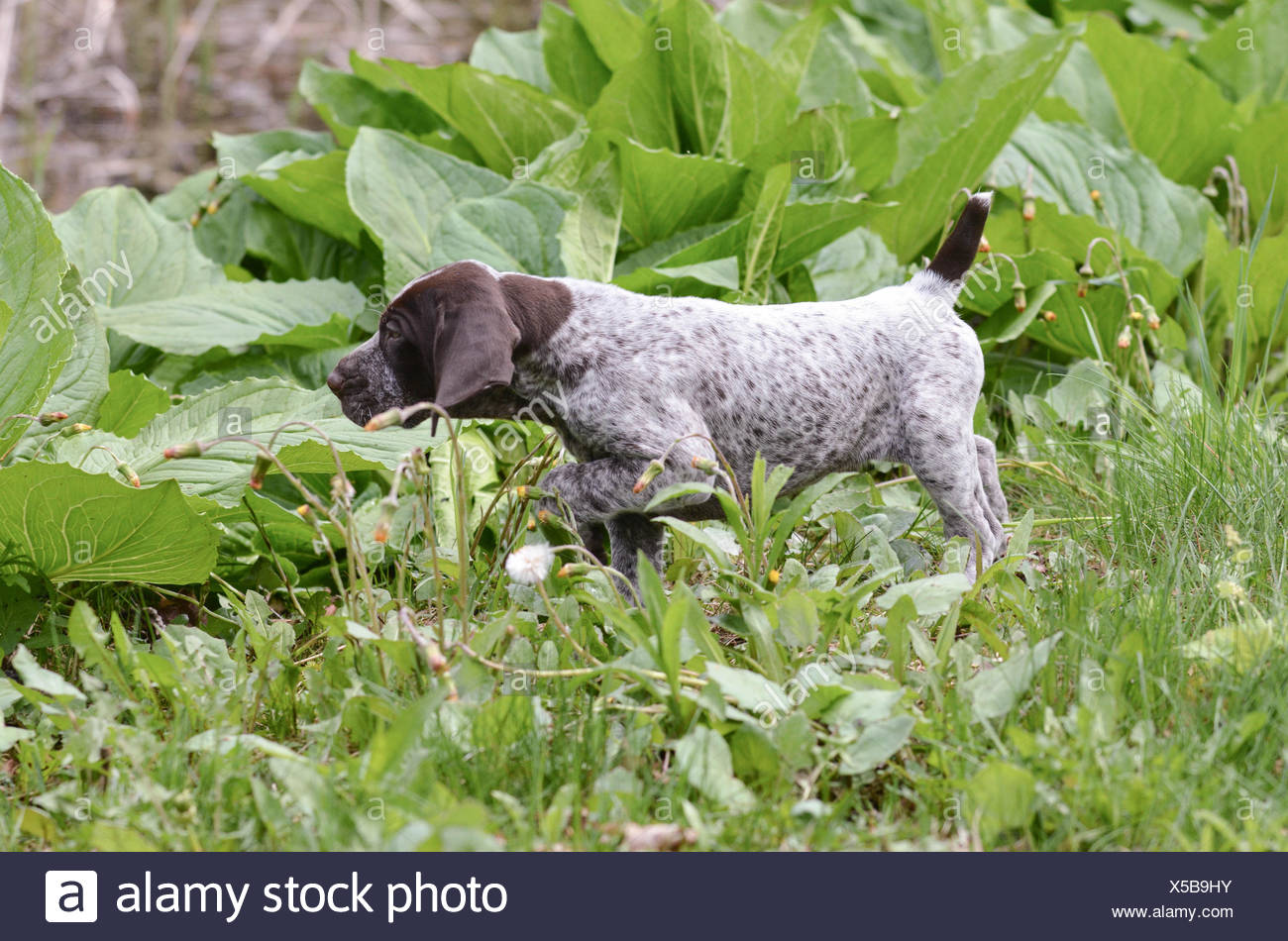 German Shorthaired Pointer Puppy Pointing Stock Photo 278688199
