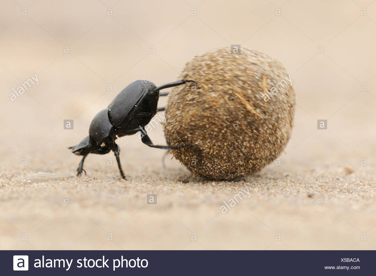 North American Dung Beetle High Resolution Stock Photography and Images ...