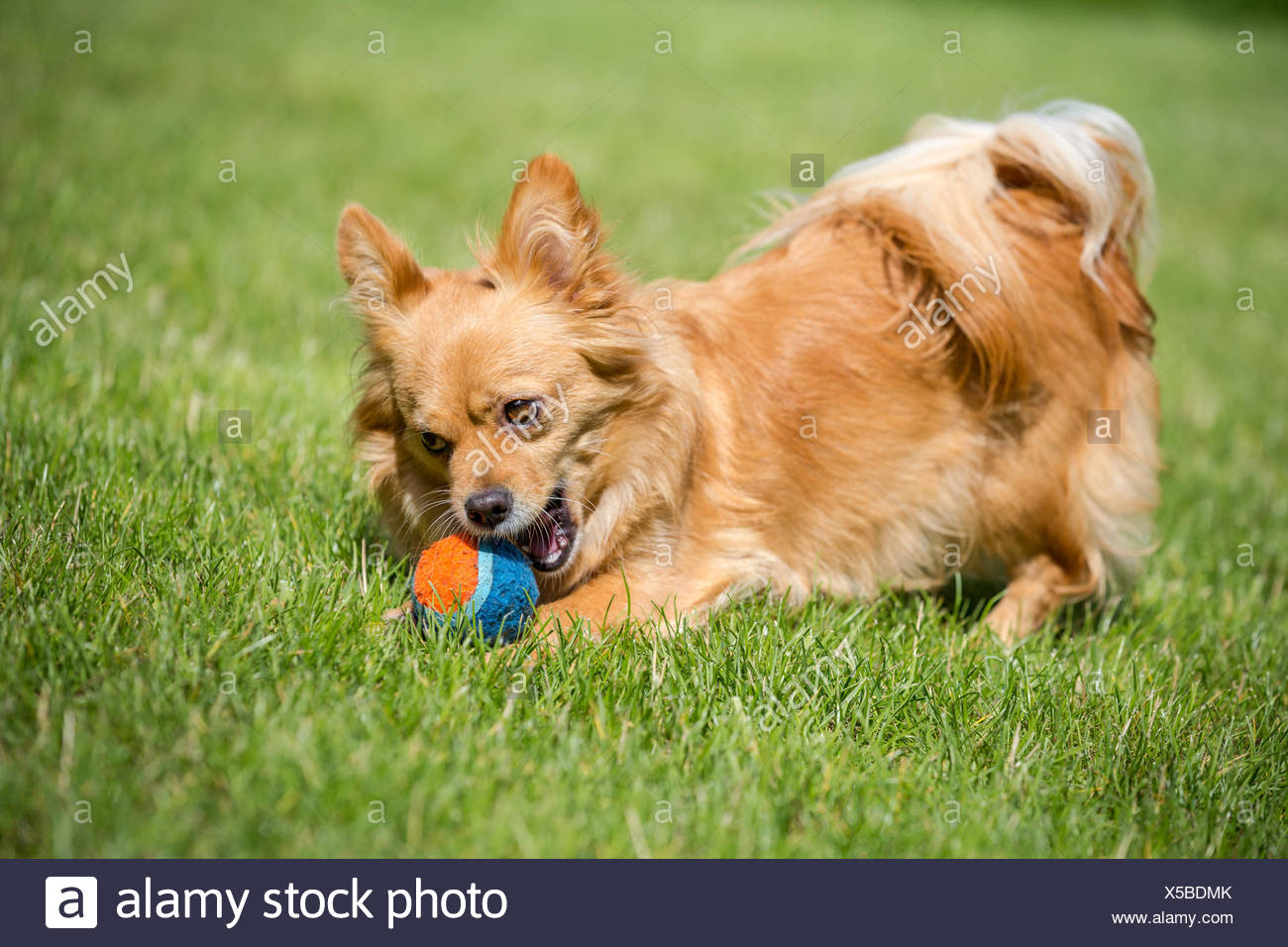 Brauner Hund Stock Photos &amp; Brauner Hund Stock Images Alamy