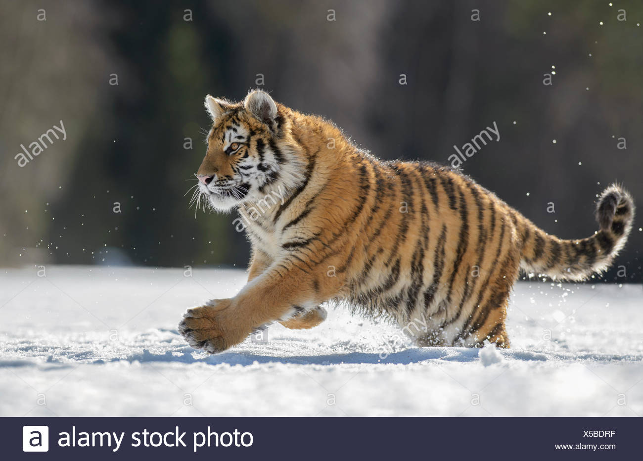Siberian tiger (Panthera tigris altaica) juvenile running in snow, captive, Moravia, Czech Republic Stock Photo