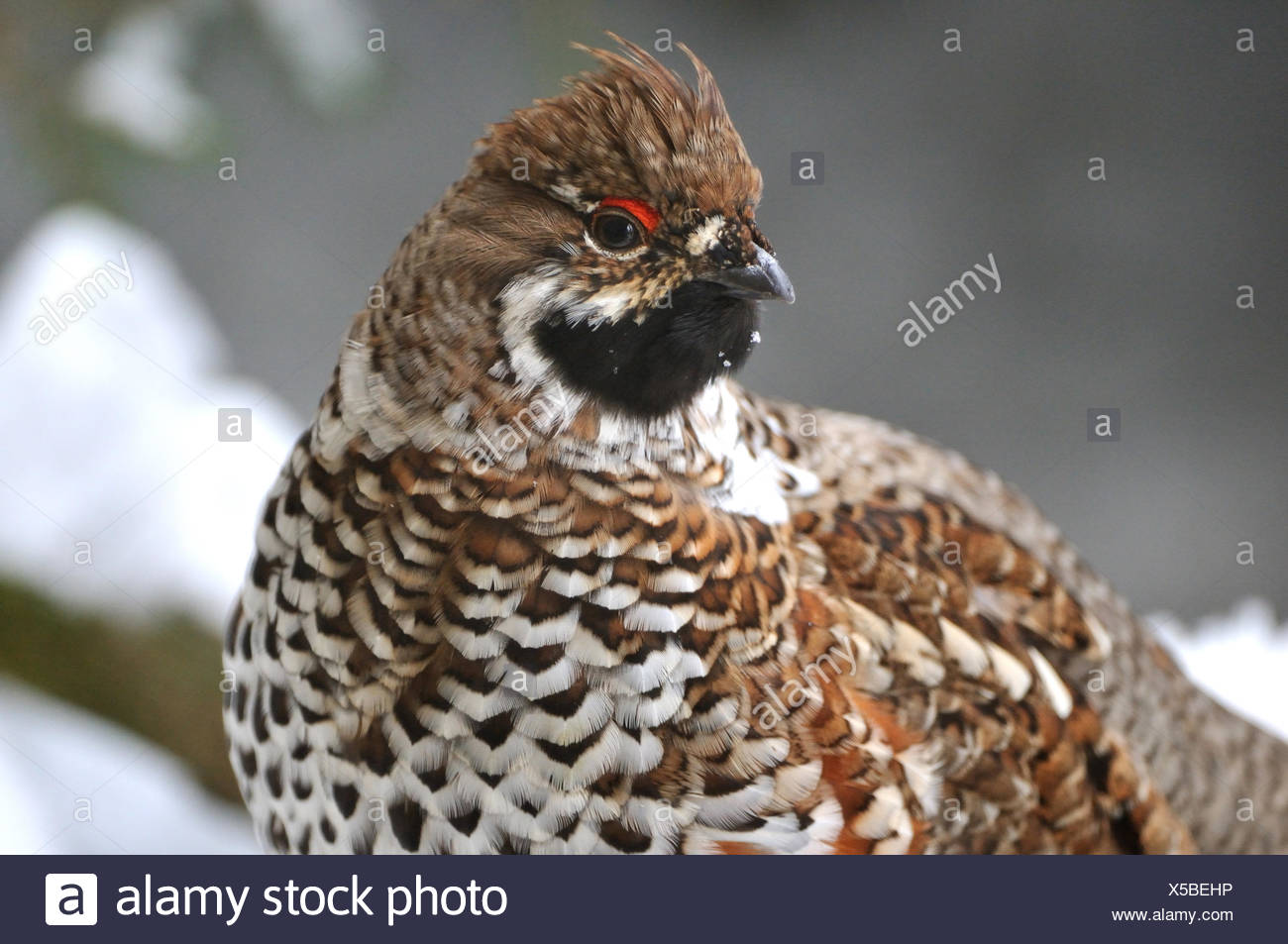 How to cook hazel grouse How to cook hazel grouse
