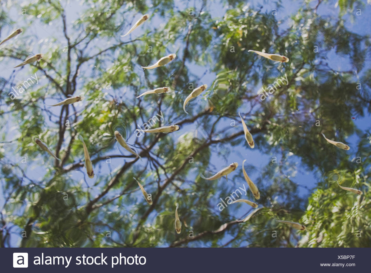 Fish And Mesquite Tree Rio Grande Valley South Texas Usa Stock Photo Alamy Fish And Mesquite Tree Rio Grande Valley South Texas Usa Stock Photo Alamy