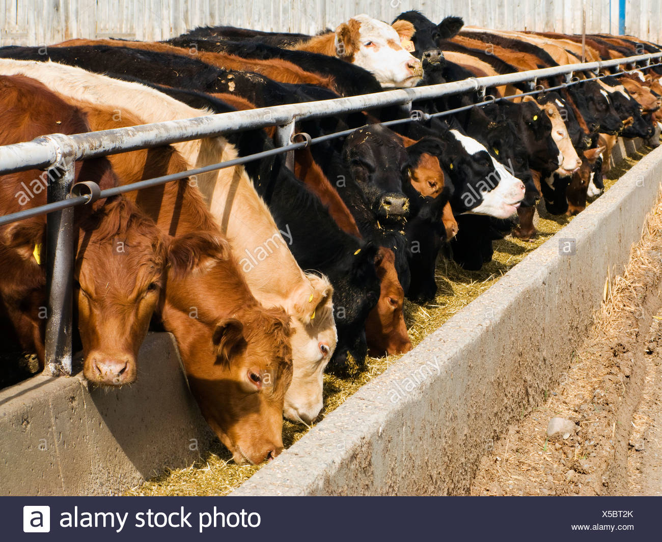 Livestock Feeding Trough High Resolution Stock Photography and Images