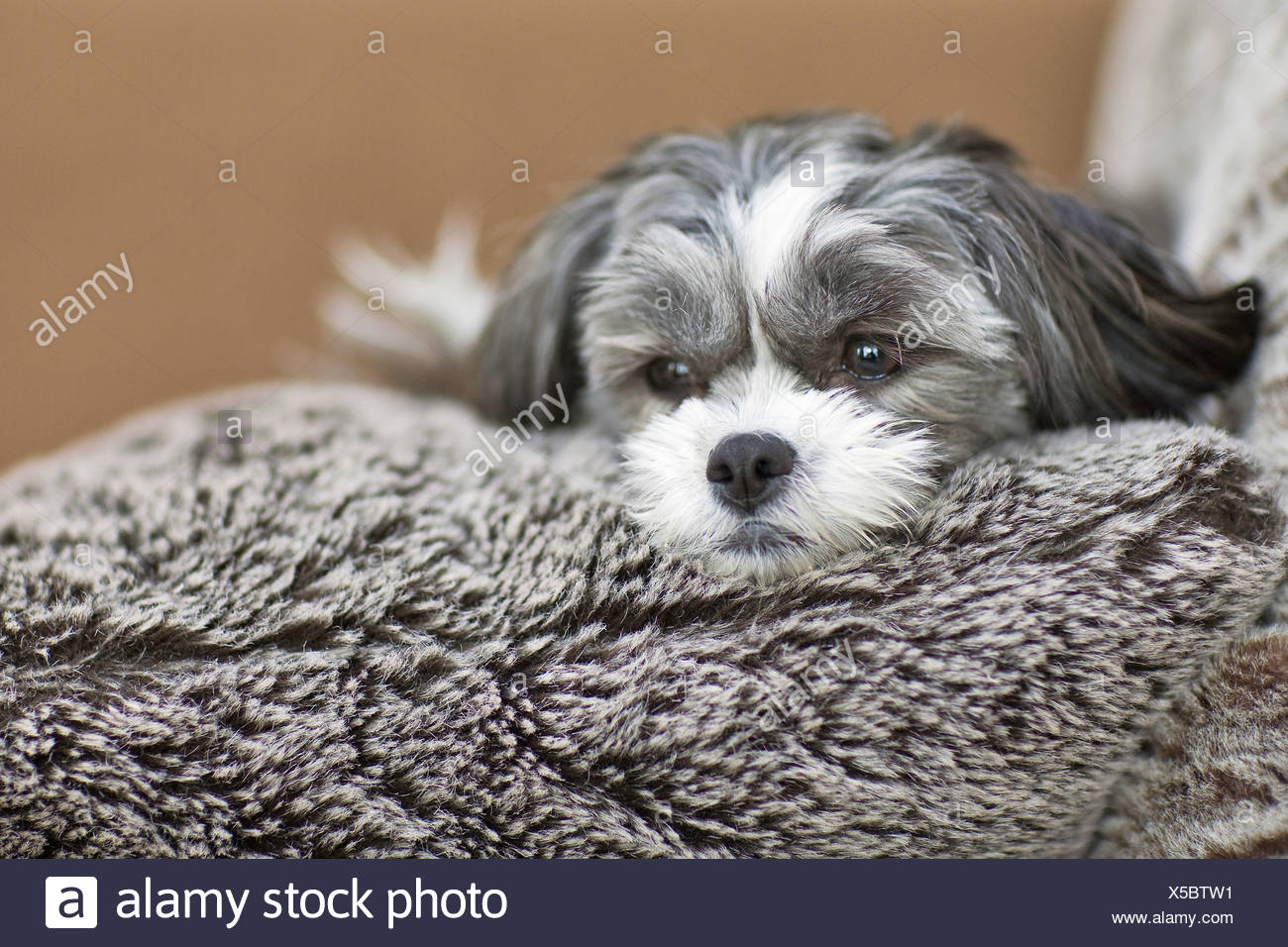 grey maltese dog