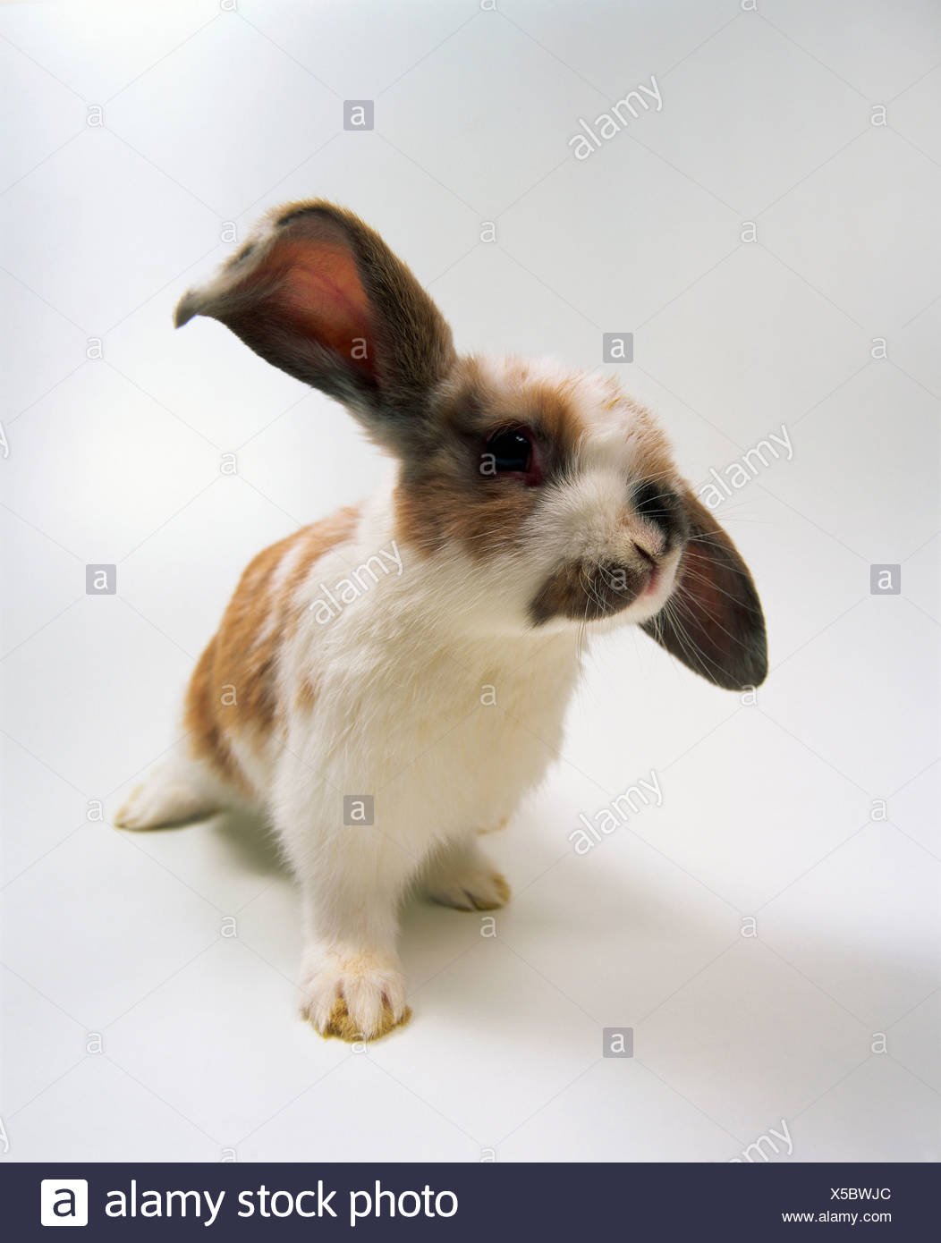 calico lop eared bunny