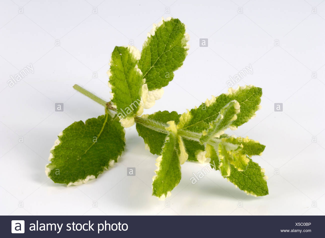 Round Leaved Mint Stock Photos Round Leaved Mint Stock Images