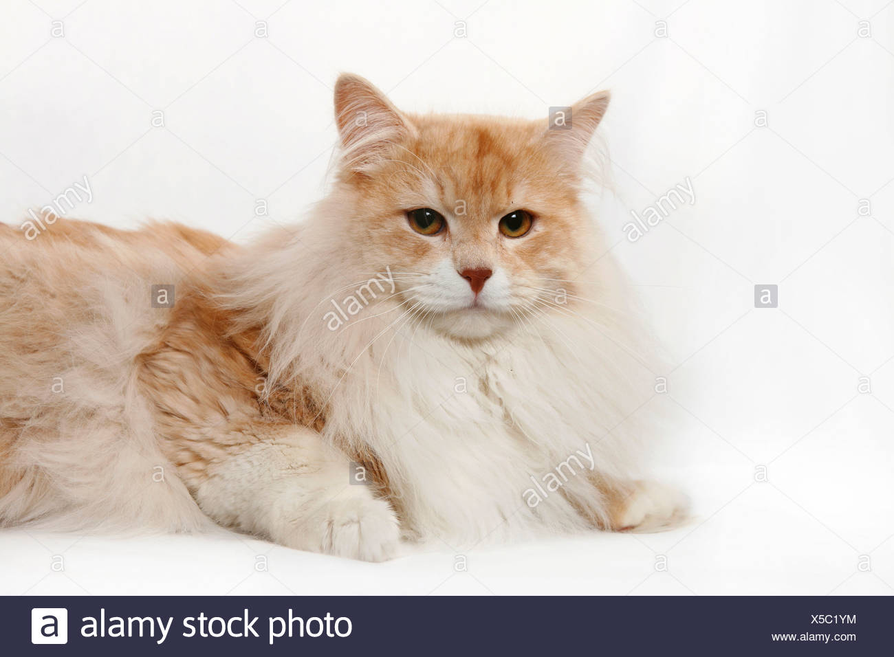red silver siberian cat