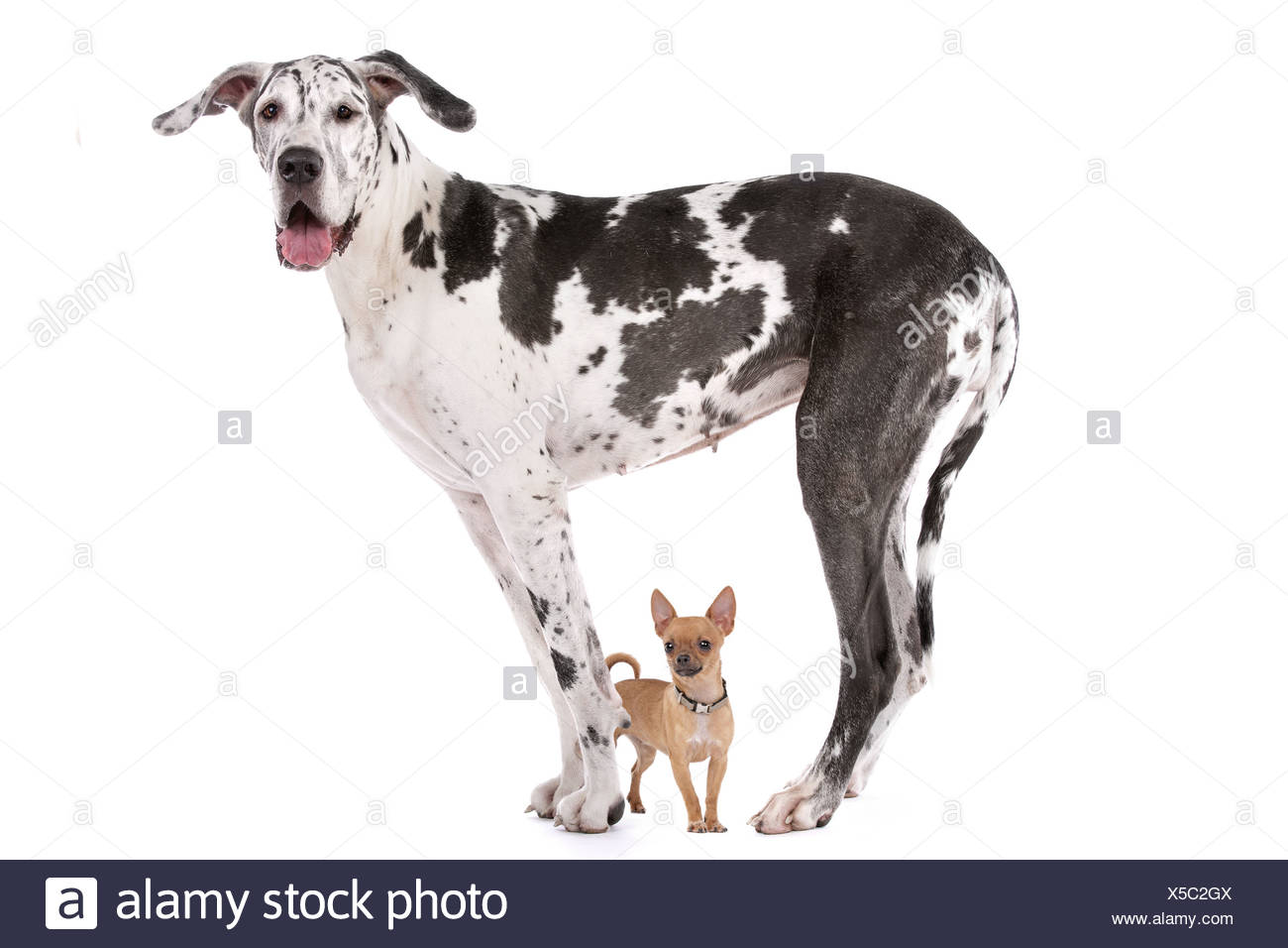 Great Dane Harlequin And A Chihuahua In Front Of A White Background Stock Photo Alamy