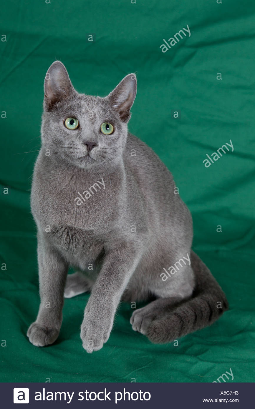 Russian Blue, pedigree cat, short-hair 