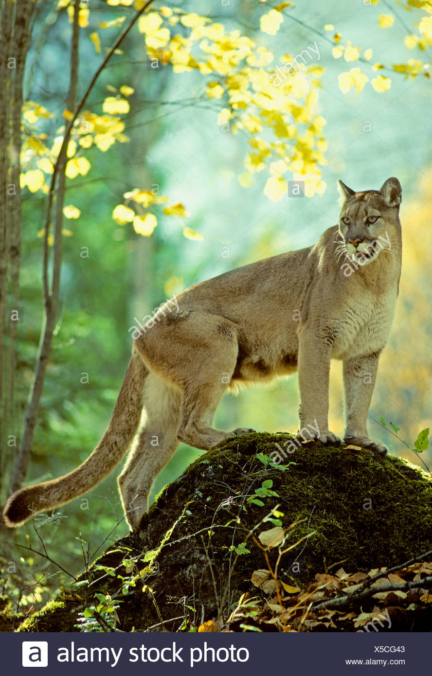 adult cougar