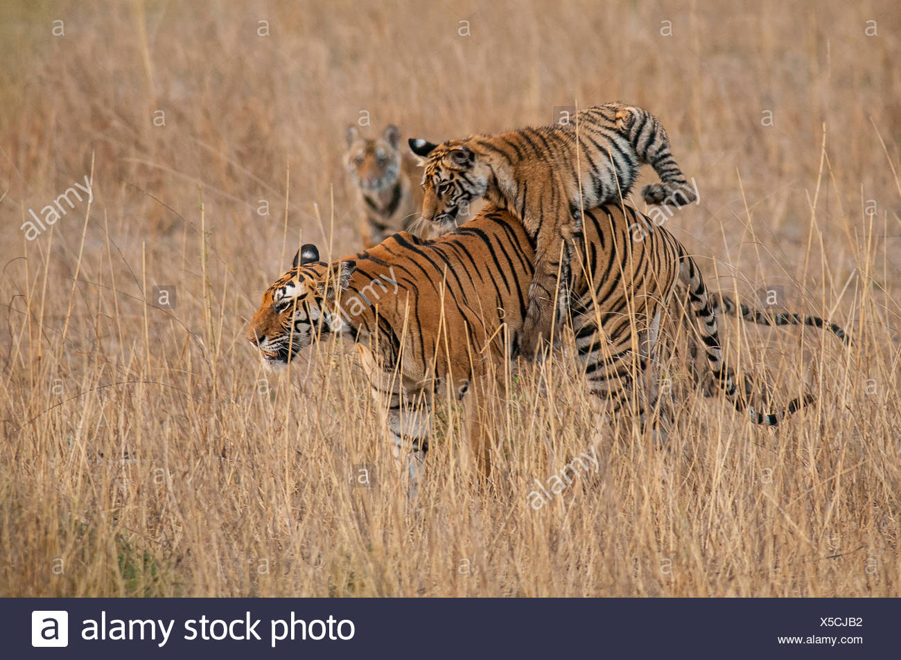 Bengal Tiger Jumping High Resolution Stock Photography and Images Alamy