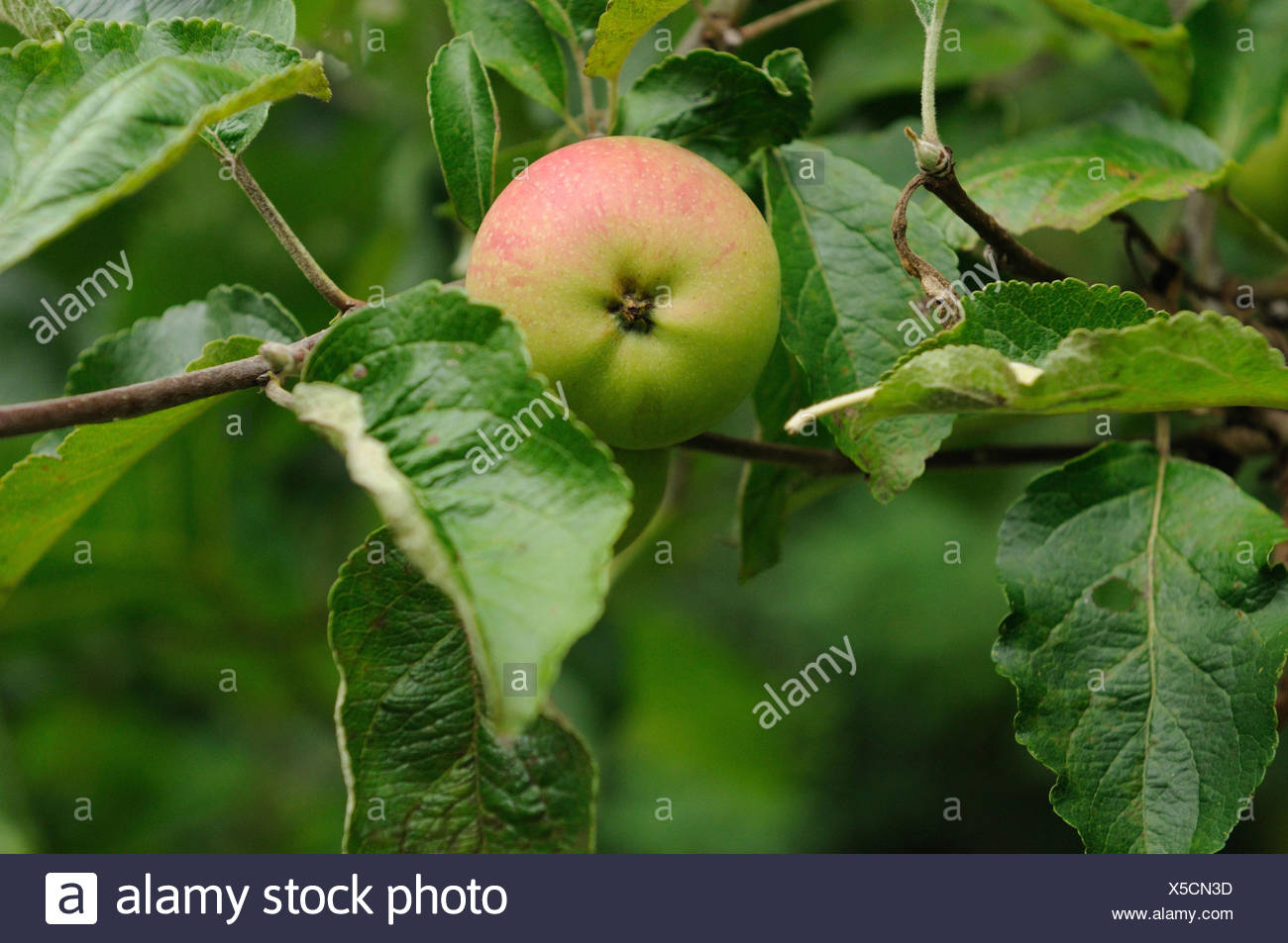 Rennet Plant High Resolution Stock Photography and Images - Alamy