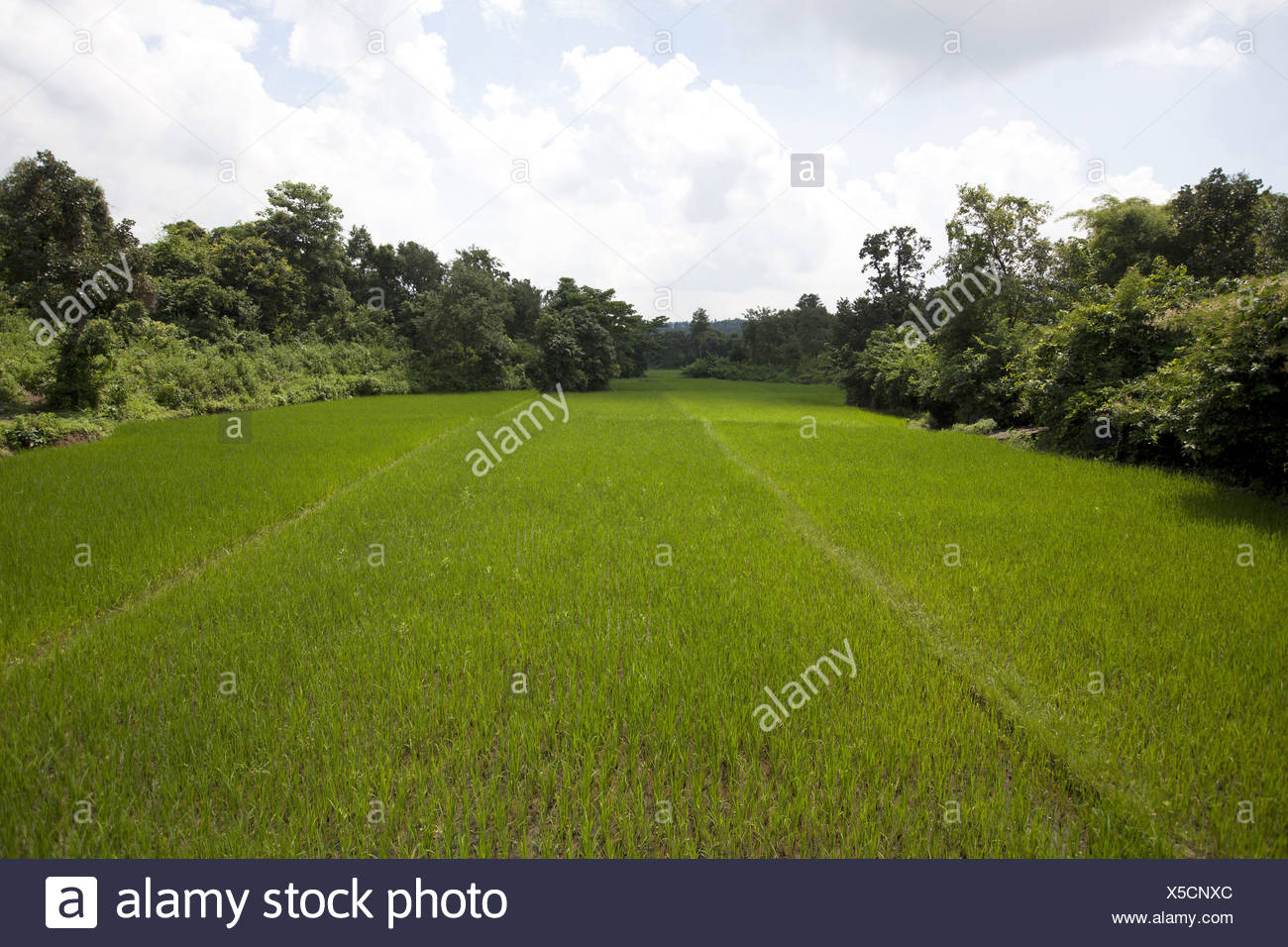 Lush Green Rice Fields At Hundru Area In Ranchi District Jharkhand Stock Photo Alamy