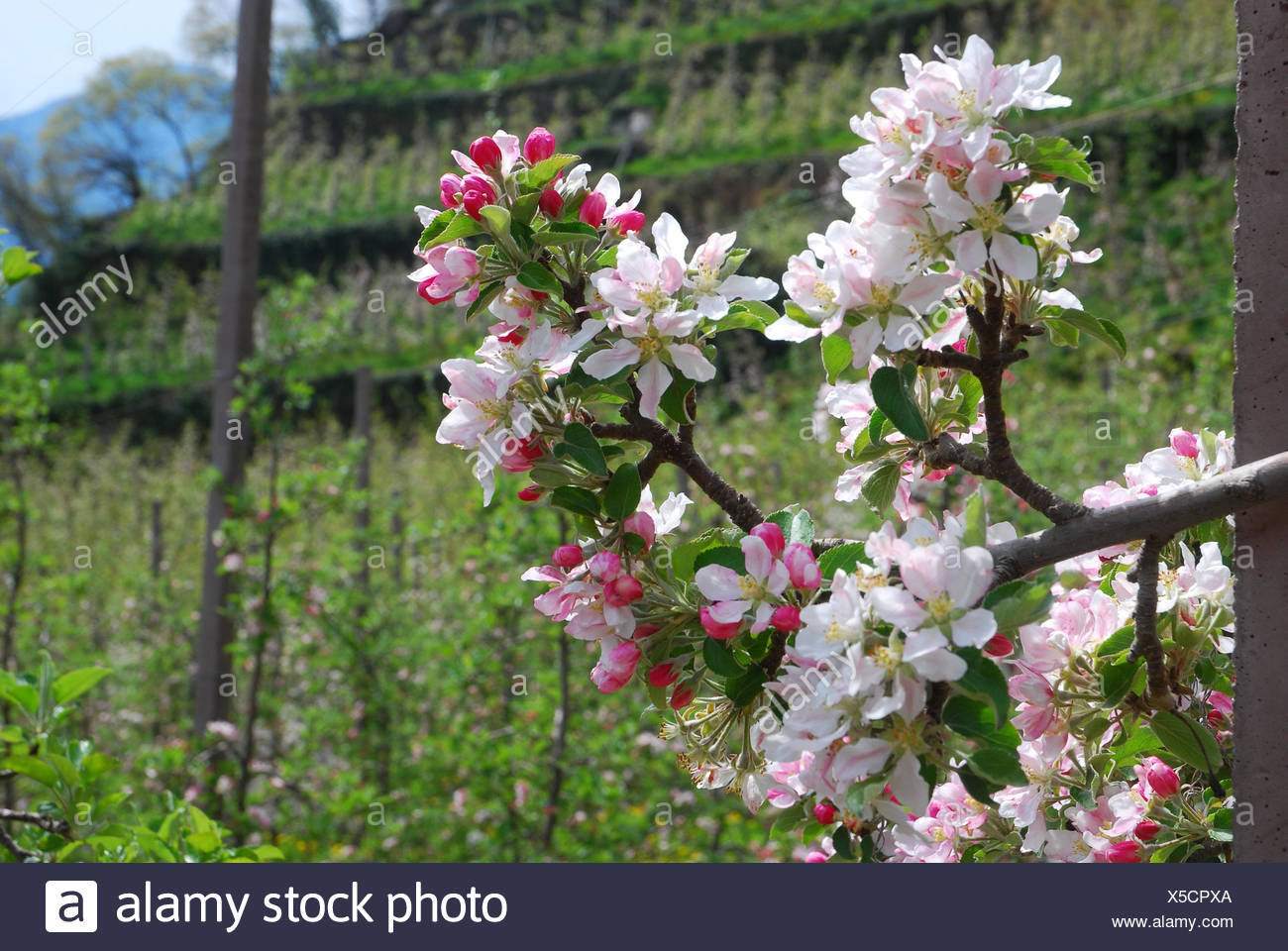Italy South Tyrol Algund Apple Plantations Branch Blossoms Spring Vinschgau Mountain Region Holiday S Region Fruit Terraces Mountainside Apple Plantations Fruit Plantation Fruit Cultivation Trees Fruit Trees Apple Trees Tree Apple