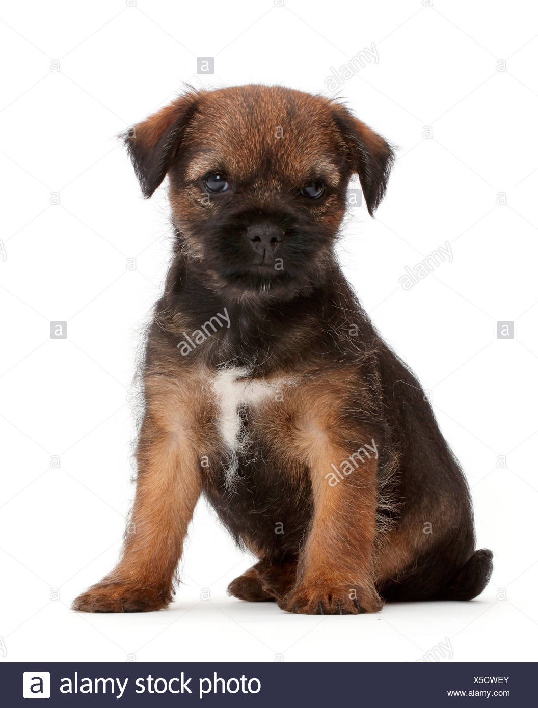 Border Terrier Puppy Age 8 Weeks Stock Photo Alamy