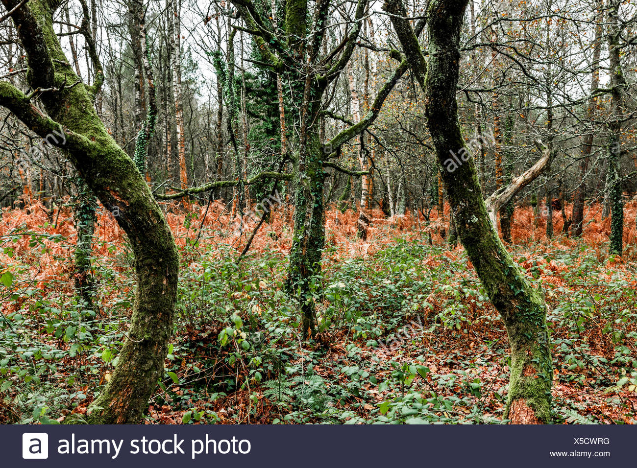 Liande High Resolution Stock Photography And Images Alamy