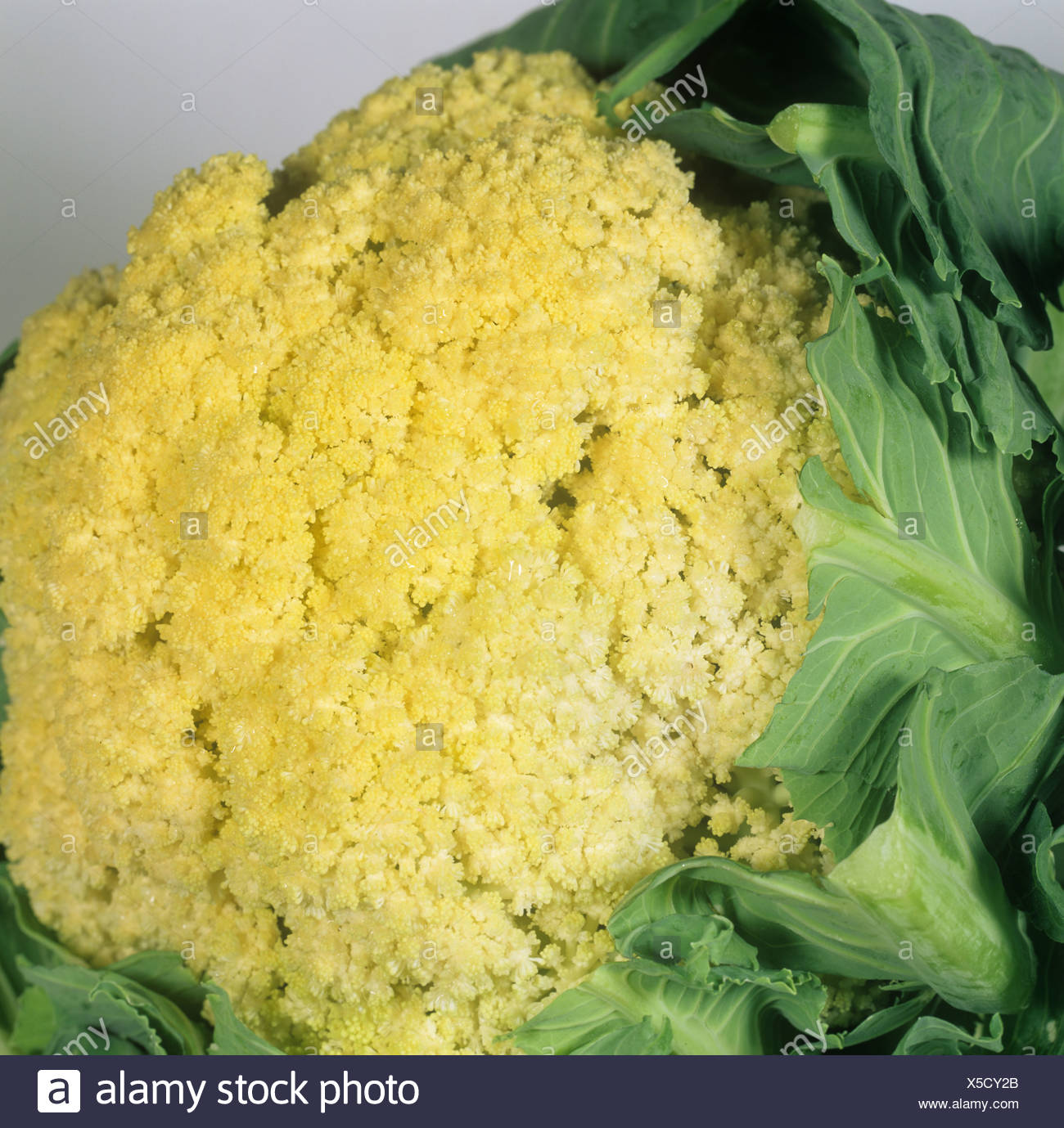 Cauliflower Floret High Resolution Stock Photography and Images Alamy