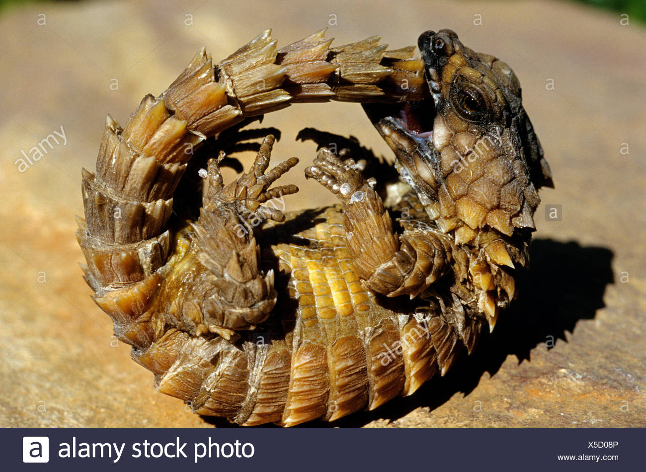 Armadillo Ball High Resolution Stock Photography and Images - Alamy