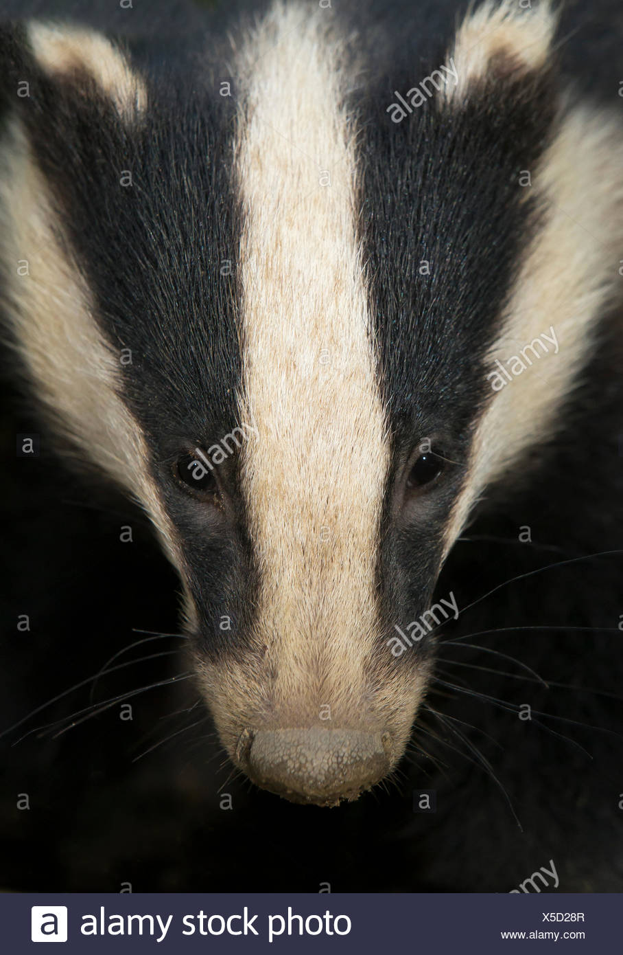Badger Close Up High Resolution Stock Photography and Images Alamy