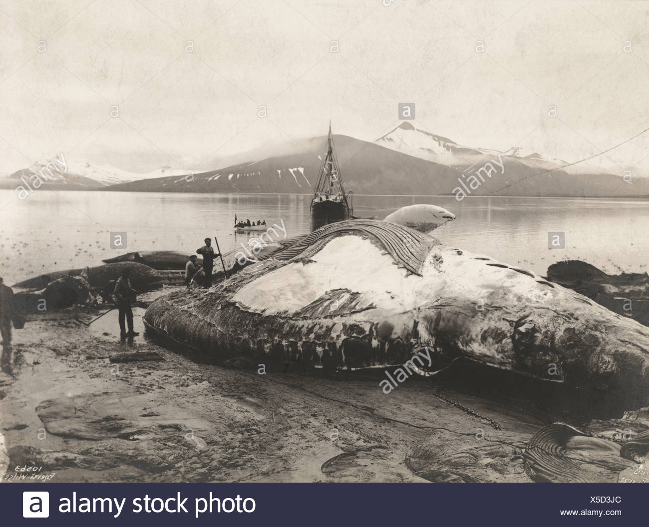 Blubber Oil Stock Photos & Blubber Oil Stock Images Alamy