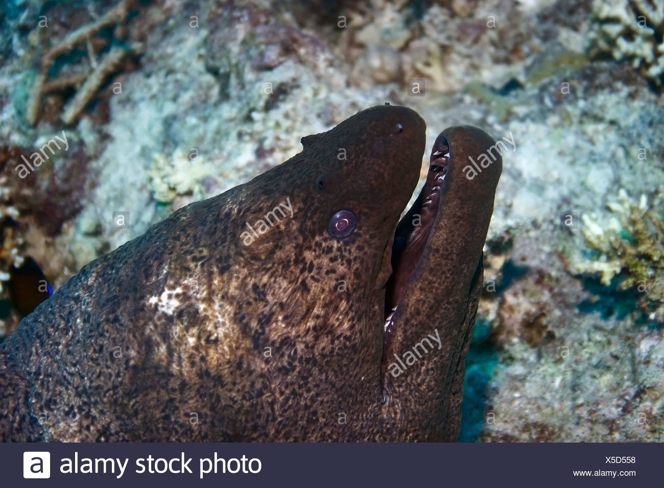 Moray Eel Teeth Stock Photos & Moray Eel Teeth Stock Images Alamy