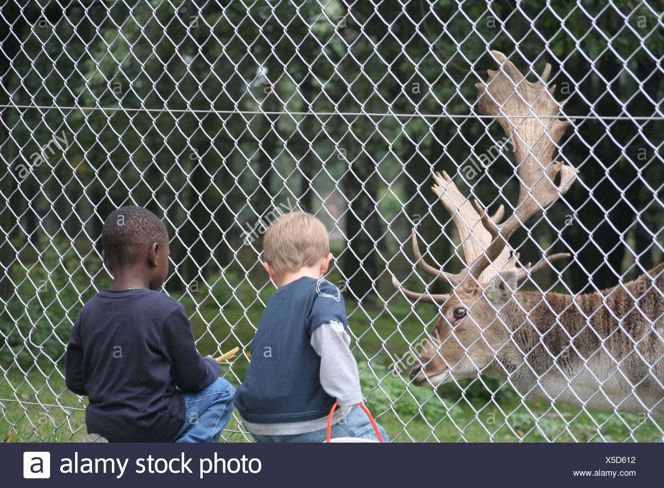 wildfutterung Stock Photo