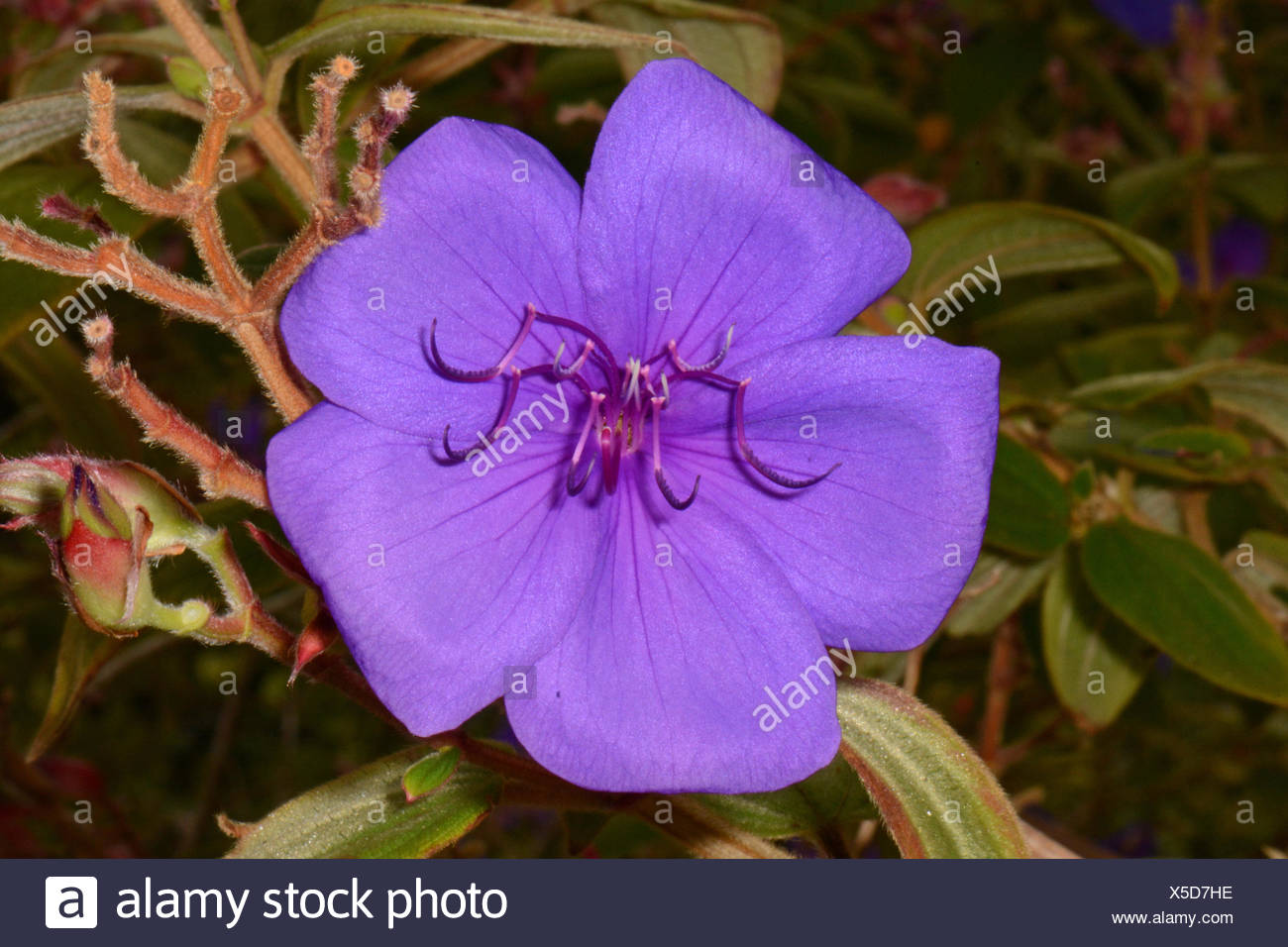 Purple Glory Tree Flower New Zealand Stock Photo Alamy