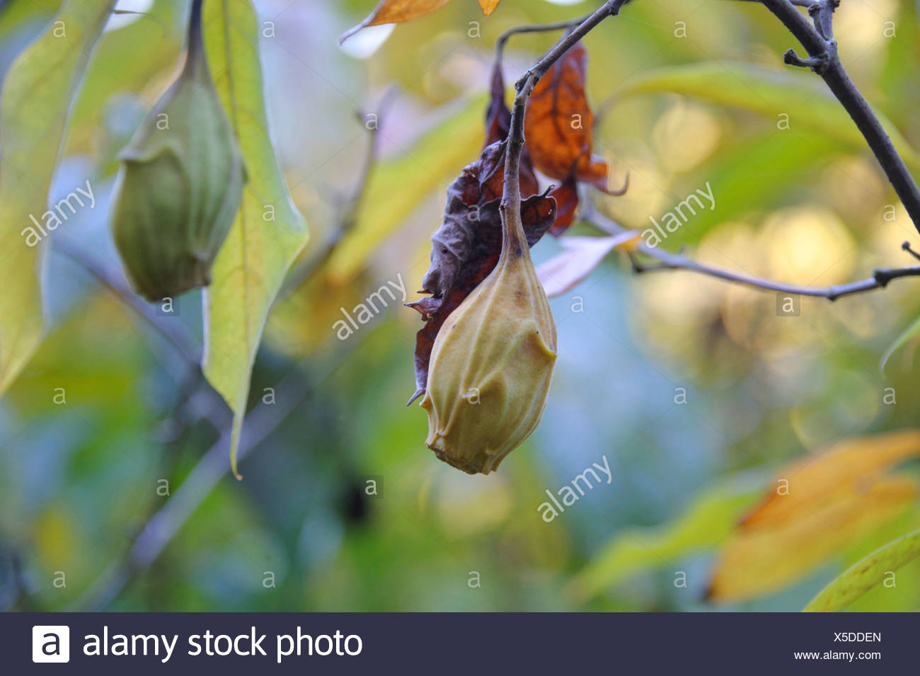 Floridus High Resolution Stock Photography and Images Alamy