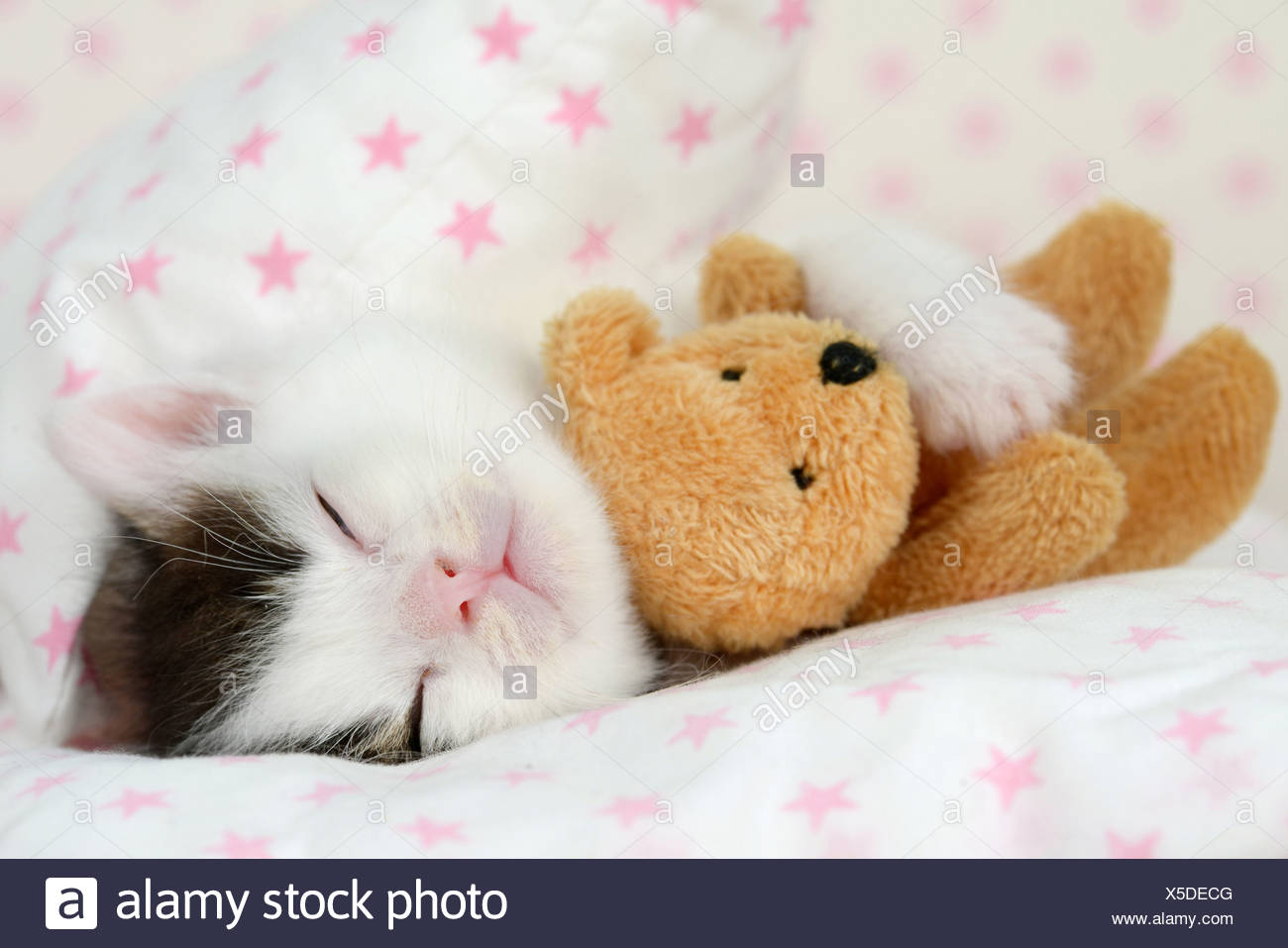 cat sleeping with teddy bear