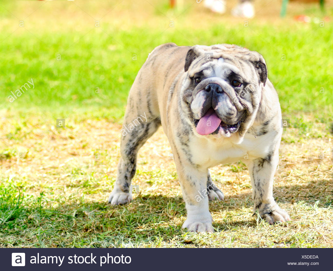 fawn brindle and white english bulldog