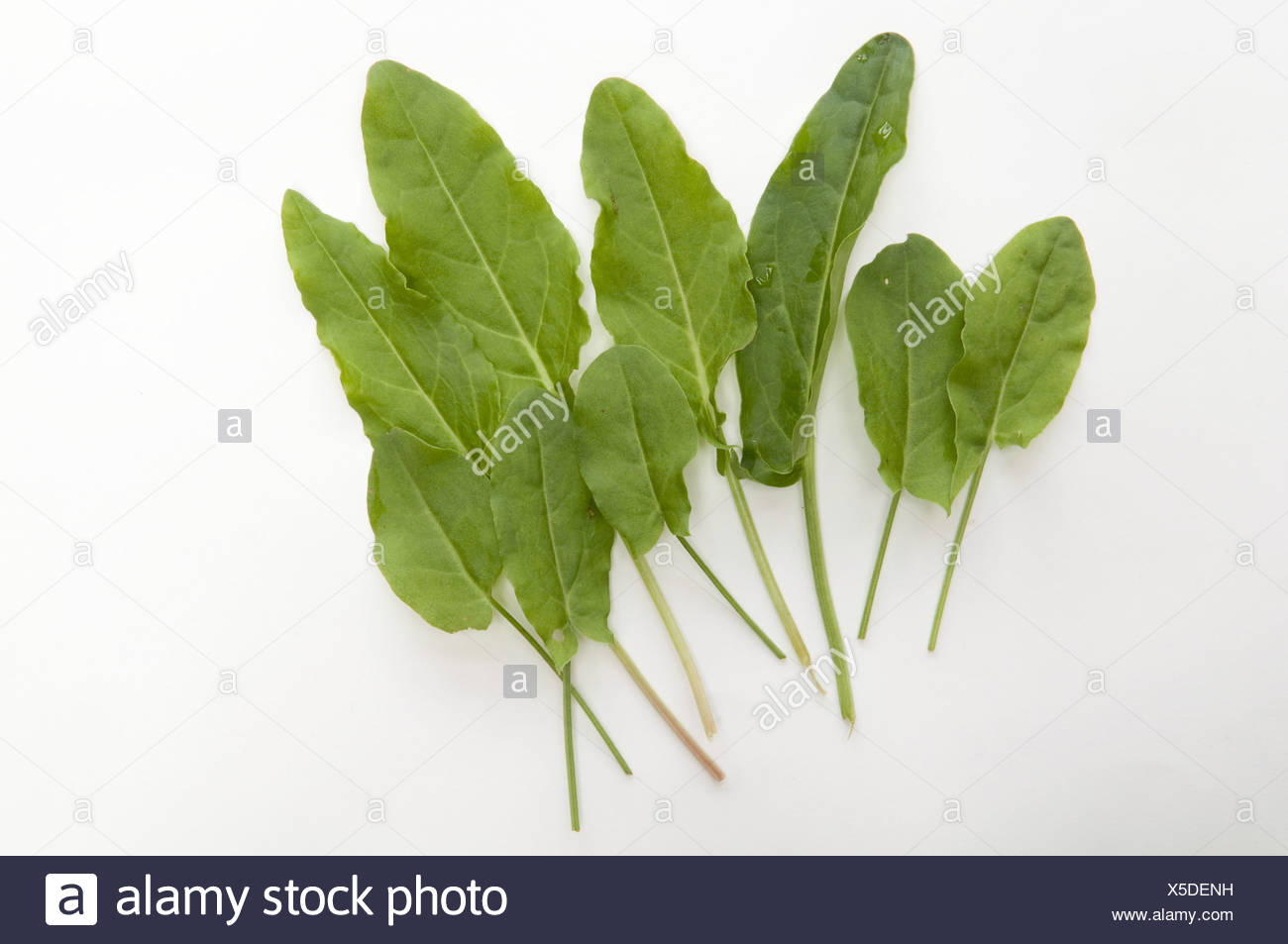 Sorrel Leaves Stock Photos & Sorrel Leaves Stock Images Alamy