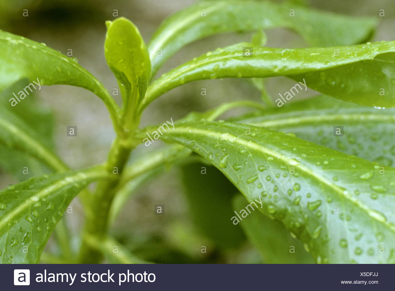 Beach Cabbage Stock Photos & Beach Cabbage Stock Images Alamy