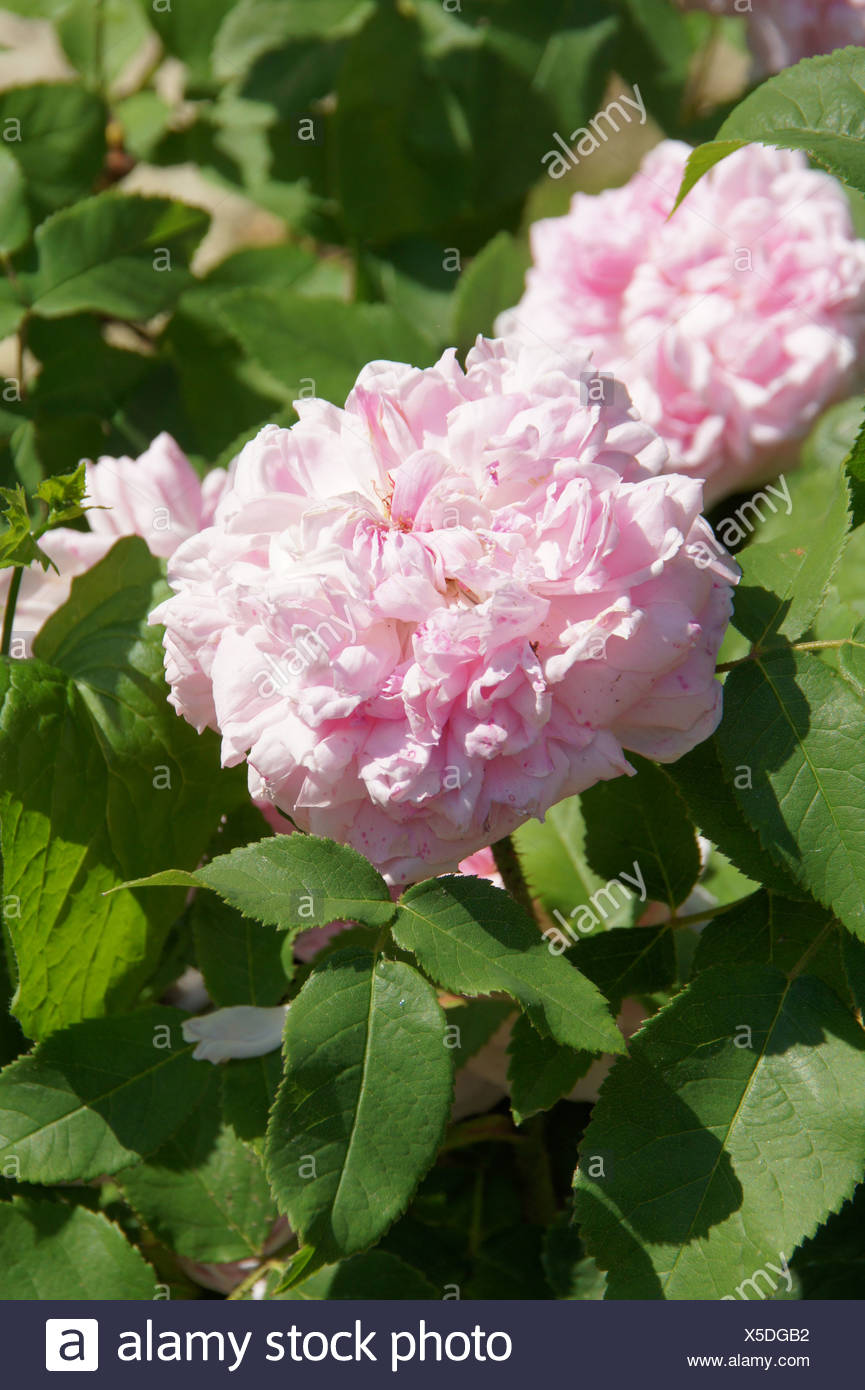 Damask Rose High Resolution Stock Photography and Images Alamy