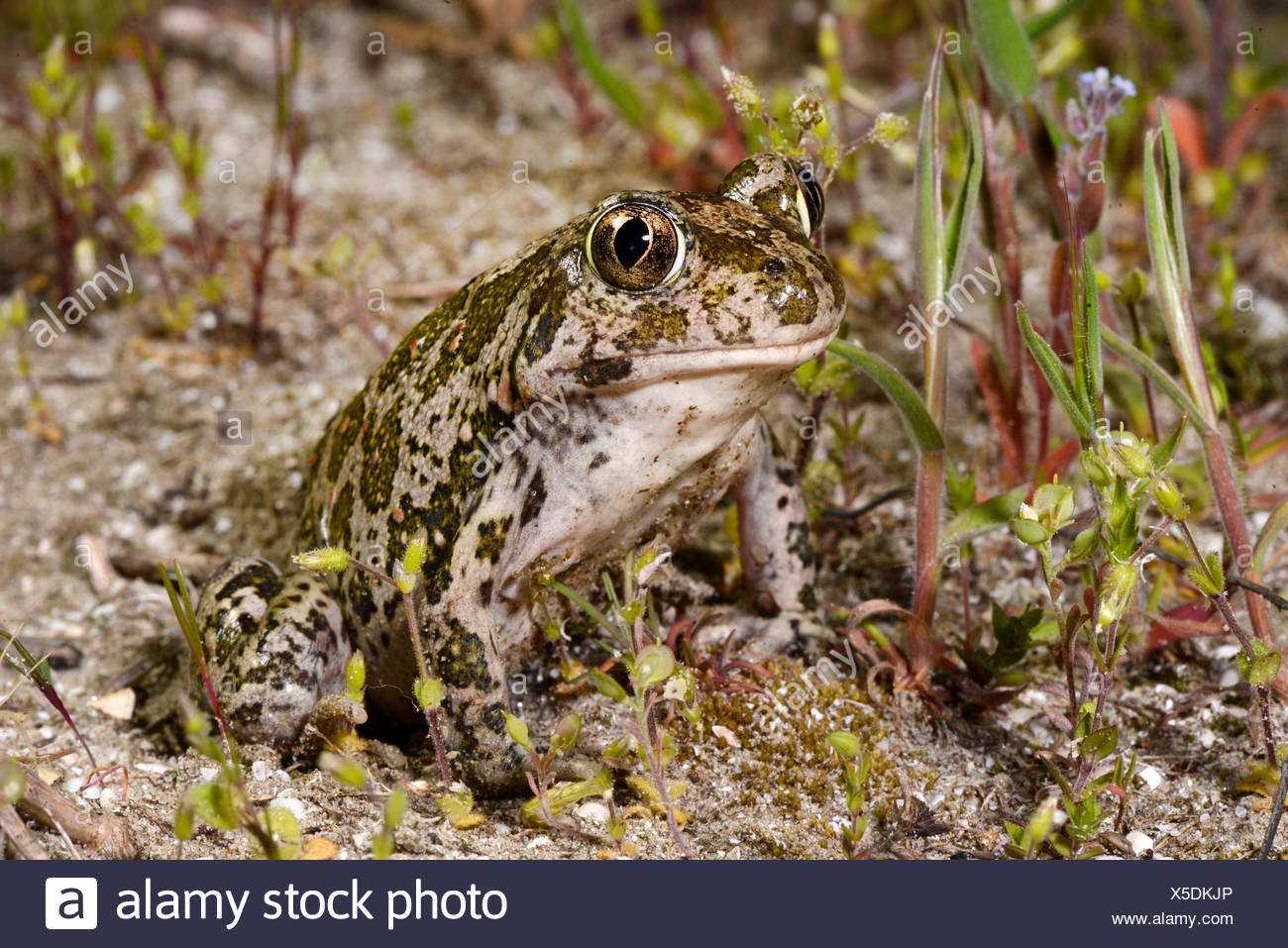 Eastern European spadefoot, Syrian spadefoot (Pelobates syriacus), sitting on sandy ground, Romania, Dobrudscha, Donaudelta, Donau-Delta, Vadu Stock Photo