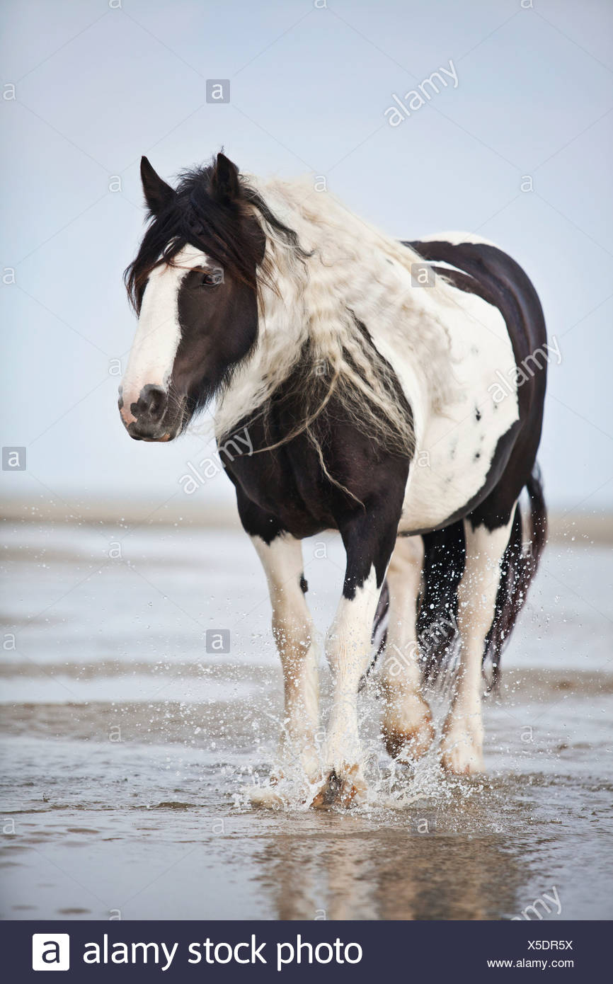 tinker mare