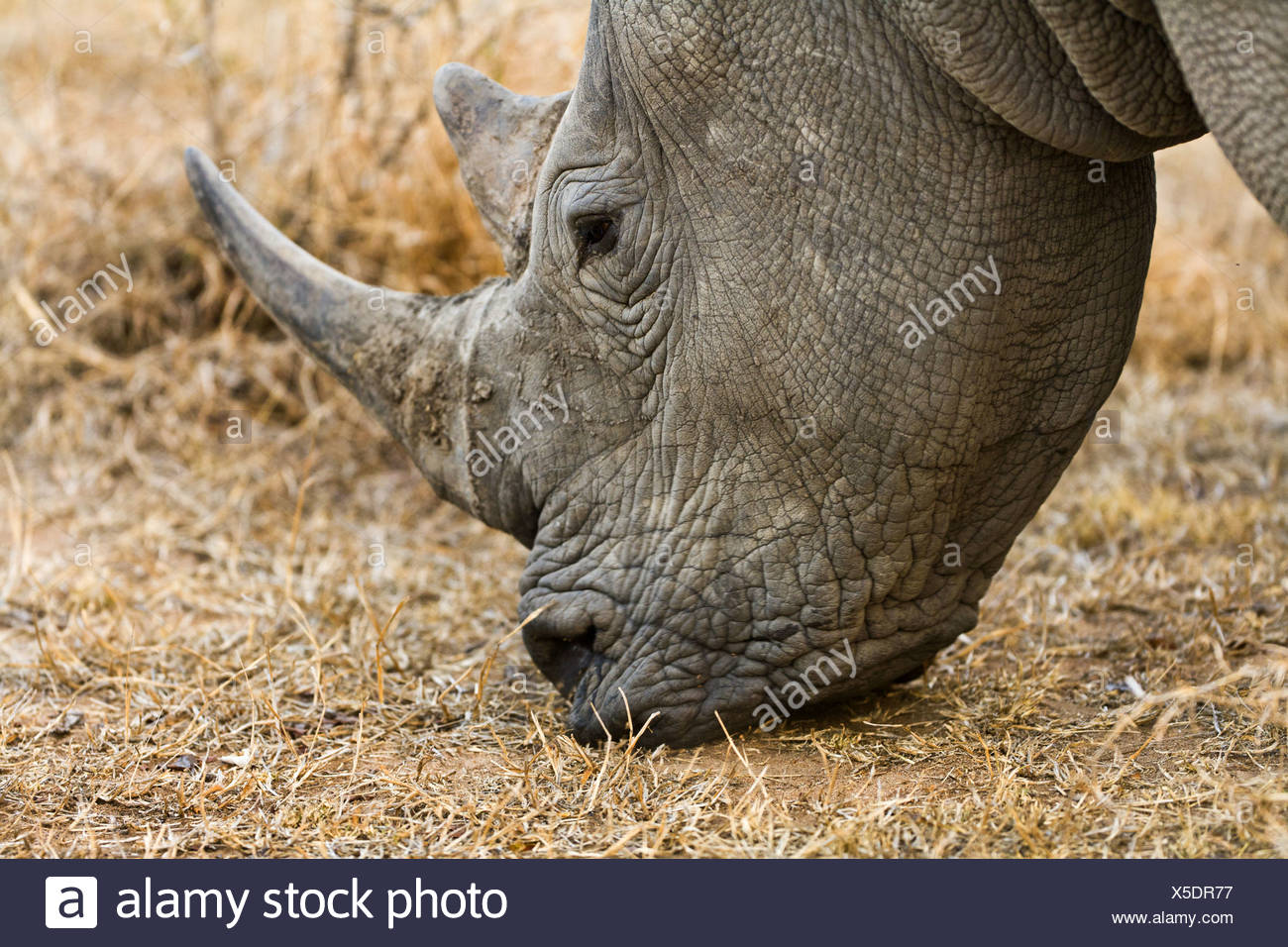 white rhinoceros, square-lipped rhinoceros, grass rhinoceros (Ceratotherium simum), grazing, South Africa, Krueger National Park Stock Photo