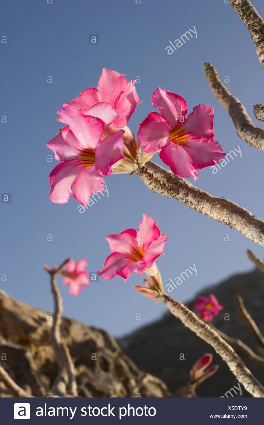 al-qamar-high-resolution-stock-photography-and-images-alamy