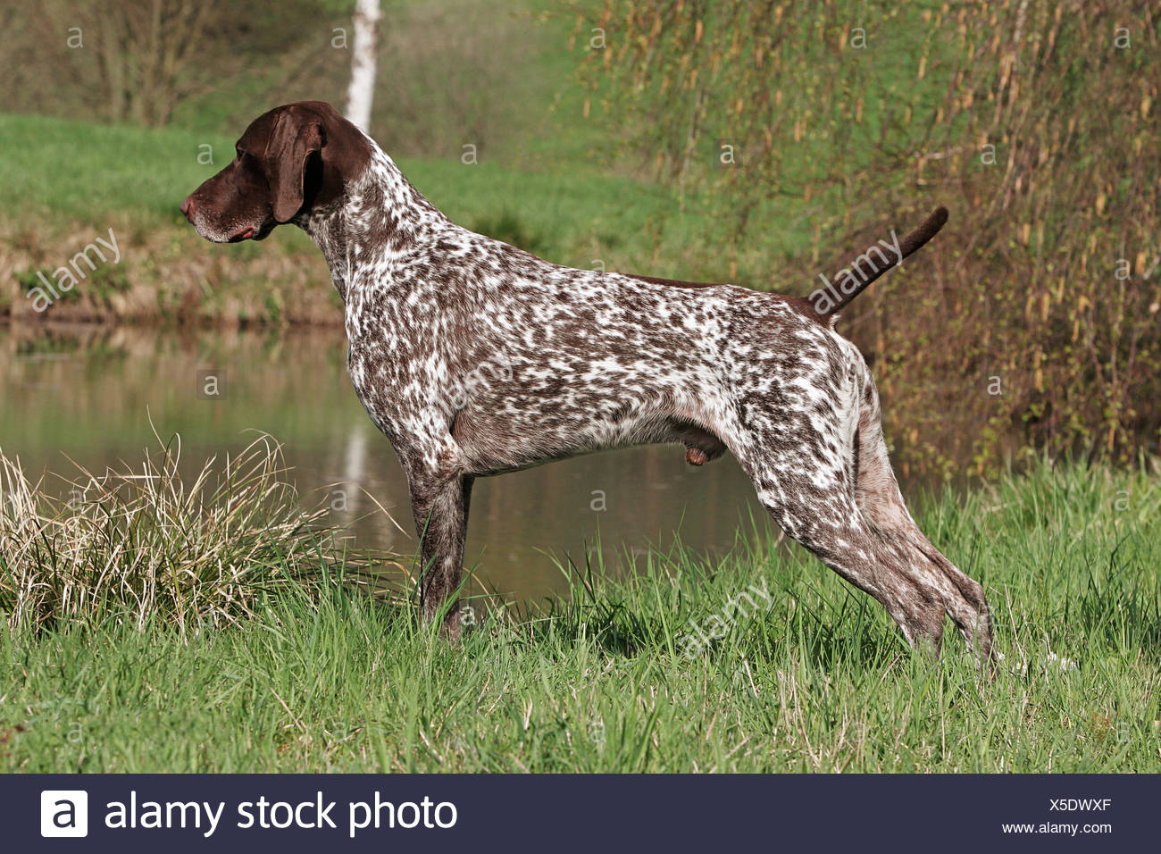 German Shorthair Dog Standing On Meadow Stock Photo 278744887