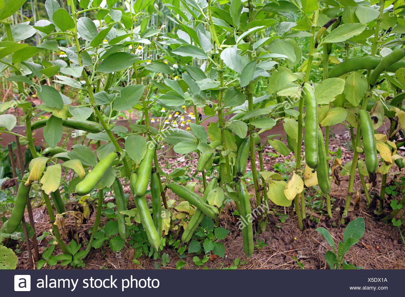 Field Fava Bean Vicia Faba High Resolution Stock Photography and Images