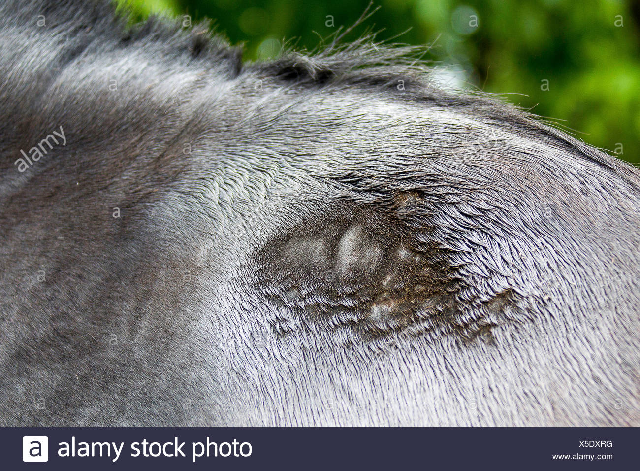 Sweet Itch Horse Stock Photos & Sweet Itch Horse Stock Images Alamy