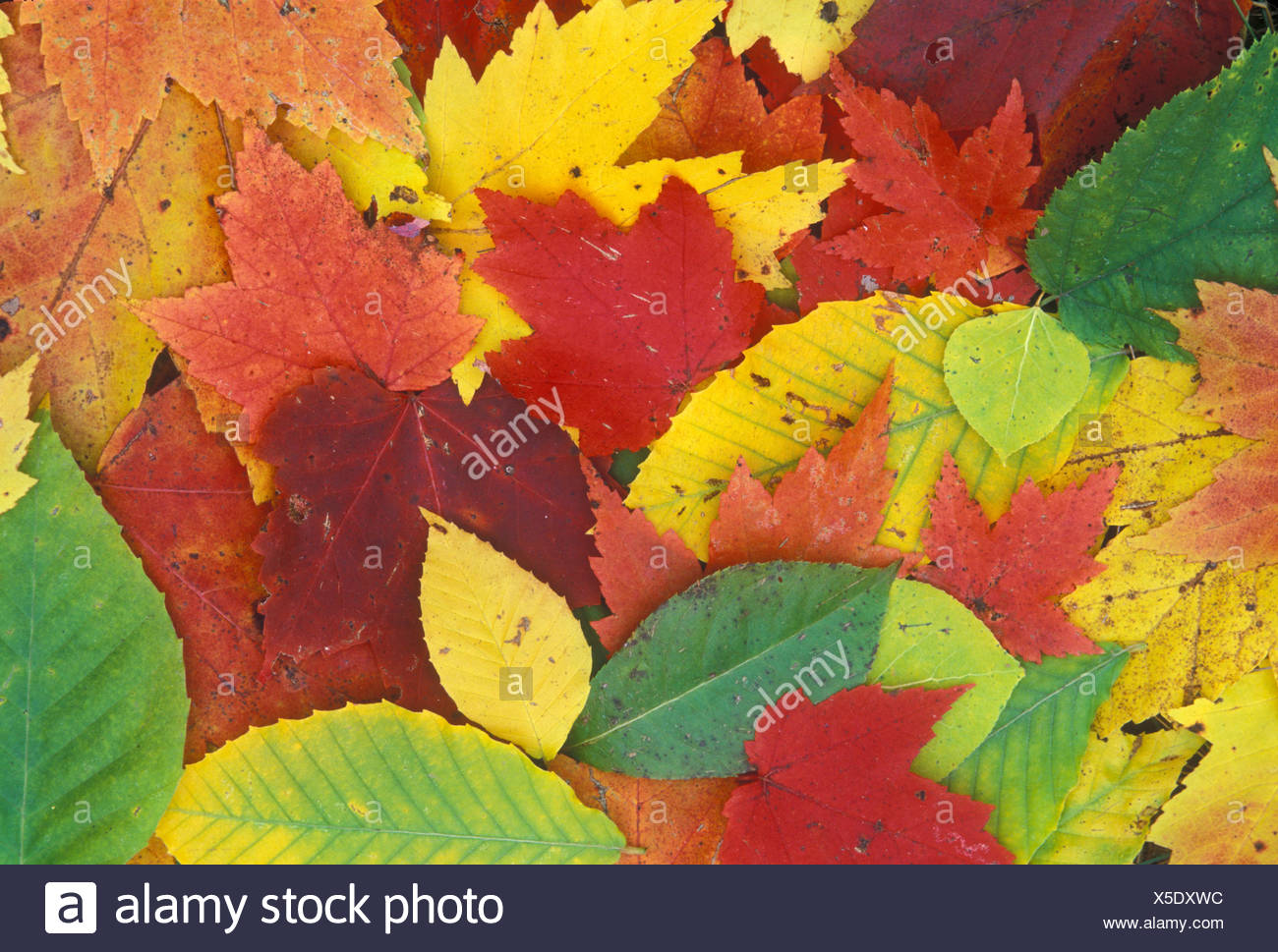 Fall Color Leaves In Door County Wisconsin Stock Photo