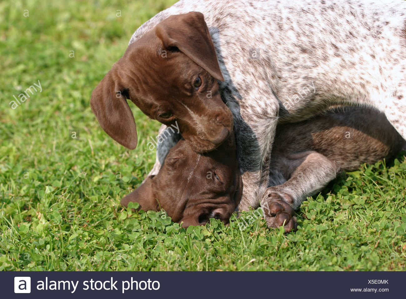 Deutsch Kurzhaar Welpen German Shorthaired Pointer Puppies Stock