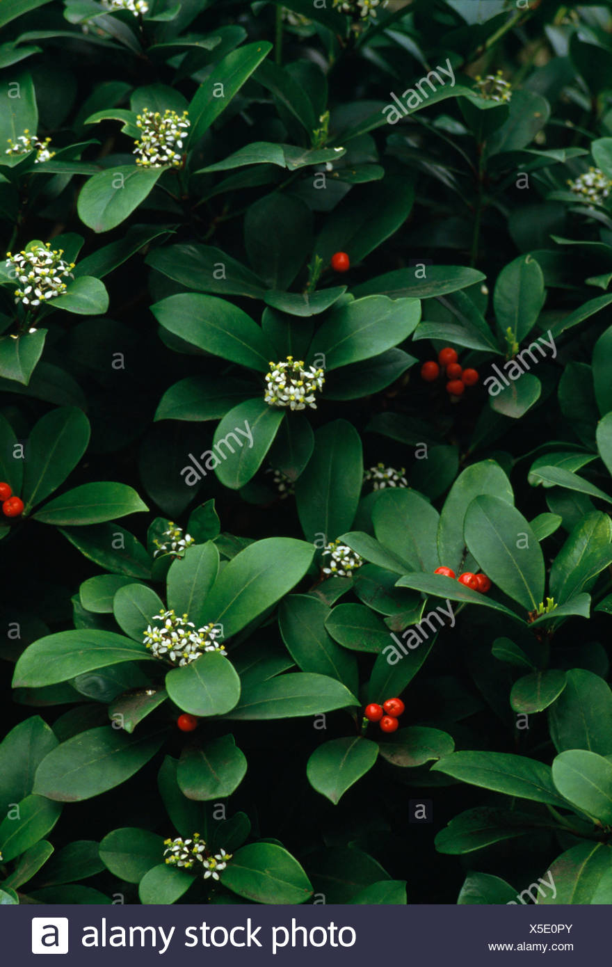 Close Up Of A Skimmia Japonica With Red Berries And White Flowers Stock Photo Alamy