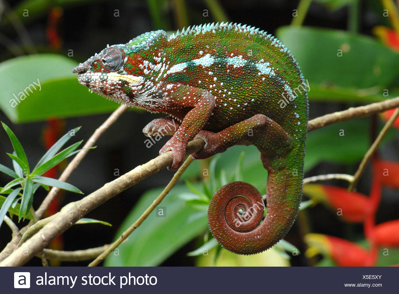 Female Panther Chameleon High Resolution Stock Photography And Images Female Panther Chameleon High Resolution Stock Photography And Images
